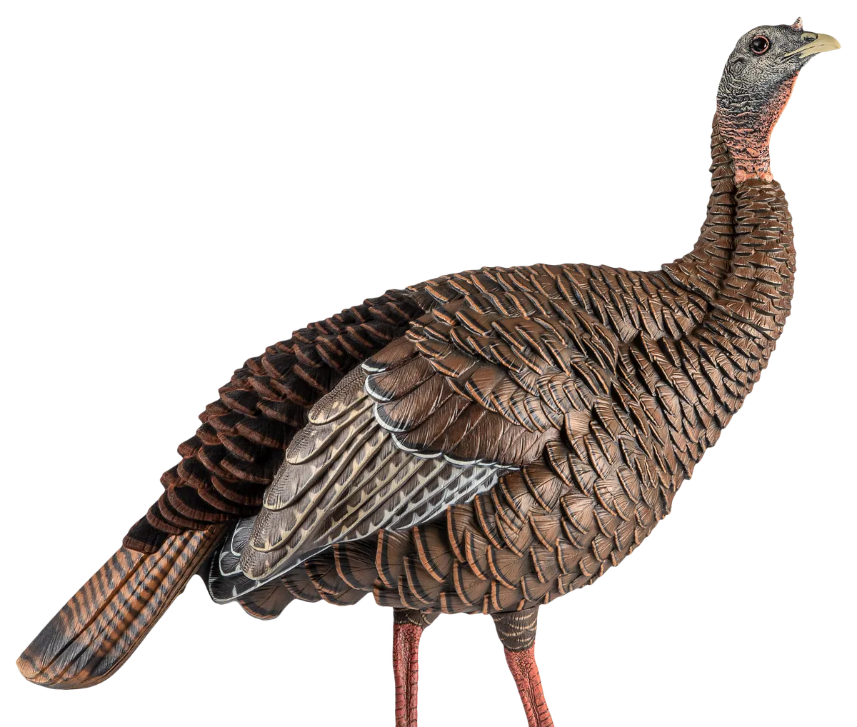 HDR Hen Turkey Decoy