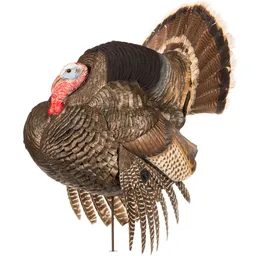 STR